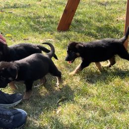 German Shepherd Puppies from Peristar