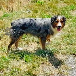 Luna - Australian Shepherd
