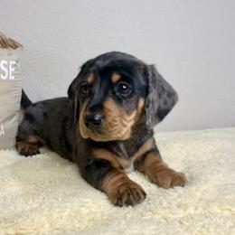 Dachshund Puppies from Shepherds Run Miniature Dachshunds