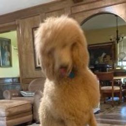 Poodles from Kristi Golden's Poodles