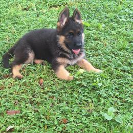 Julie vom LegendLand - Black and red female German Shepherd puppy in Hillsborough County, Florida from Vom Legend Land