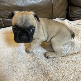 French Bulldog Puppies from Dayna Gwaltney