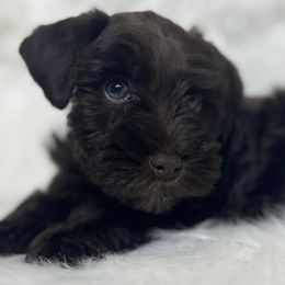Miniature Schnauzers from Texas Small Town Schnauzers