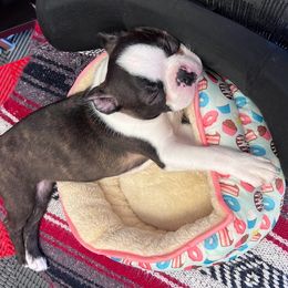 Boston Terrier Puppies from Bethelbreeders