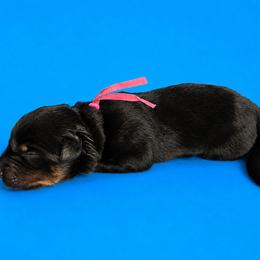 Xelda - Black and mahogany female Rottweiler puppy in Talbott, Tennessee from Exodus' Rottweilers