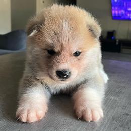Chi-chi go Winmont - Red female Japanese Akitainu puppy in Copperas Cove, Texas from Winmont Akitas