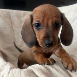 Boy 2 - Cream male Dachshund puppy in Moriarty, New Mexico from Lil Smokey’s of New Mexico
