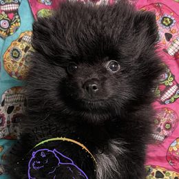 AKC PEBBLES - Black female Pomeranian puppy in Watkins Glen, New York from Wicked Spirits Pomeranians