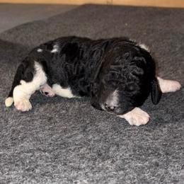 Spade - Parti male Goldendoodle puppy in Nathalie, Virginia from Deez Doodles
