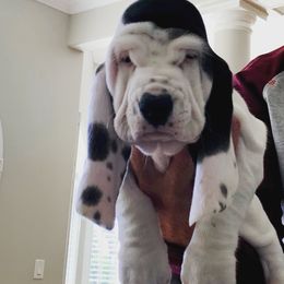 Basset Hounds from The Lowlife Basset Hounds