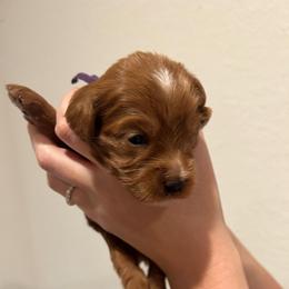Georgia - Red female Australian Labradoodle puppy in Denton, Texas from Dignity Labradoodles