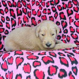 Lance - Apricot male Goldendoodle puppy in Georgetown, Tennessee from Georgetown Designer & Purebred Puppies
