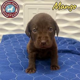 Mango - Chocolate female Labrador Retriever puppy in Elloree, South Carolina from Moonlight Kennels LLC