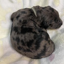 Goldendoodle Puppies from U Need A Doodle