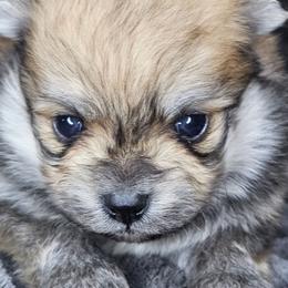 Jacob - Wolf sable male Pomeranian puppy in Laredo, Texas from SASH Poms