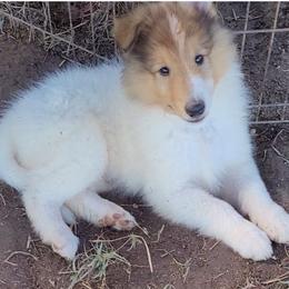 Teddy - White male Collie puppy in Newberry, South Carolina from Country Haven Collies