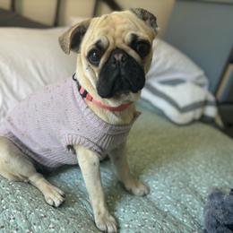 Willow - Pug