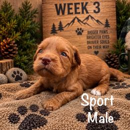 Sport - Red male Australian Labradoodle puppy in Eastover, North Carolina from Joyful Hearts Australian Labradoodles