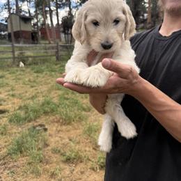 Golden Retriever Puppies from Evergreen Snow Doodles