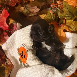 Pearl - Liver female Shih Tzu puppy in Valley Mills, Texas from Busch Pups