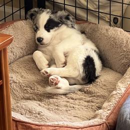 Border Collie Puppies from Roaring River Border Collies