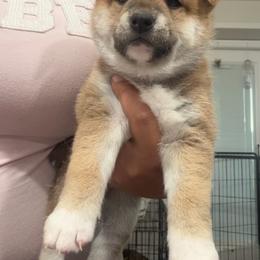 Yuna- kindness dark pink collar - Red female Shiba Inu puppy in Lehigh Acres, Florida from SWFL Happy Dogs