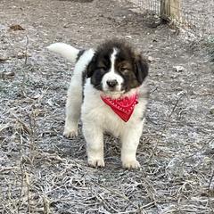 Girl 3 - Karakachan puppy from Rock Solid Ranch