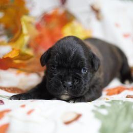 Female 1 - Brindle female Boxer puppy in Warsaw, New York from Hillview Kennels