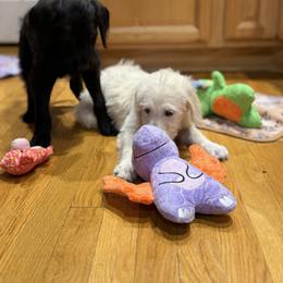 Double Doodle Puppies from Móraí’s Doodles