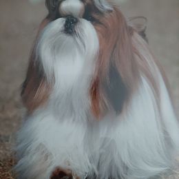 Shih Tzu All Grown Up from Journie Shih Tzu