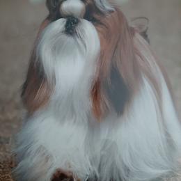 Shih Tzu All Grown Up from Journie Shih Tzu