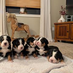 Girl 2 - Black, white and red female Greater Swiss Mountain Dog puppy in Reinholds, Pennsylvania from Stonebridge Swissies
