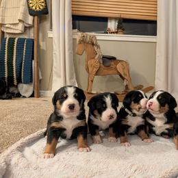 Girl 2 - Black, white and red female Greater Swiss Mountain Dog puppy in Reinholds, Pennsylvania from Stonebridge Swissies