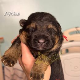 Red - Black and red male German Shepherd puppy in Orlando, Florida from AceHaven Canines