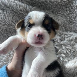 Pembroke Welsh Corgi Puppies from 777 Corgis