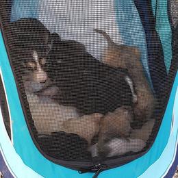 Silken Windhound Puppies from Silken Agents of CSBeck