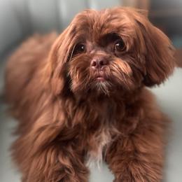 Kiwi - Shih Tzu