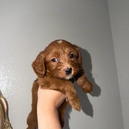 Crush - Red male Cavapoo puppy in Fort Worth, Texas from Aloha Paradise Poodles LLC