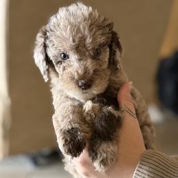 Twix - Merle male Labradoodle puppy in Brownsville, Texas from The Doodle Crew