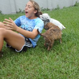 Mastiff and Neapolitan Mastiff Puppies from Sims English Mastiffs