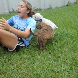 Mastiff and Neapolitan Mastiff Puppies from Sims English Mastiffs