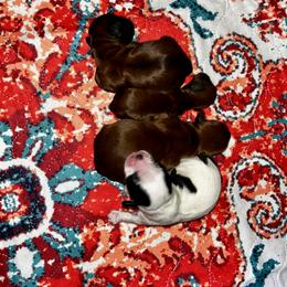 Shih Tzu Puppies from Adam & Eve Pups CT