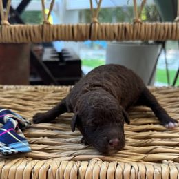 Berry Blue - Chocolate male Goldendoodle puppy in Camden, North Carolina from Oopsie Doodles of NC