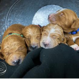Goldendoodle Puppies from Texas Shine Doodles