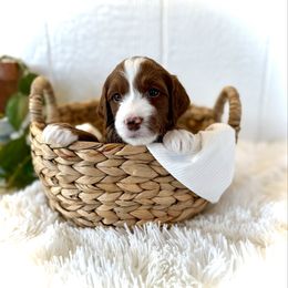 Queen - Red  female Goldendoodle puppy in Bremen, Indiana from Farmland Doodles