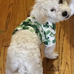 Poodle puppies from Puddlejumpers