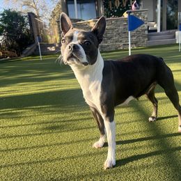 Boston Terrier All Grown Up from Coulombe Boston Terriers