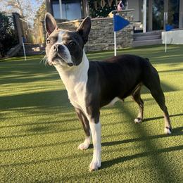 Boston Terrier All Grown Up from Coulombe Boston Terriers
