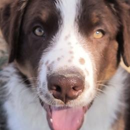 Tinder - Red tri-color male Australian Shepherd puppy in Montana from Diane's Australian Shepherds