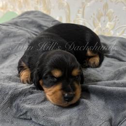 Boy - Black and tan male Dachshund puppy in Jonesboro, Illinois from Twin Hills Dachshunds